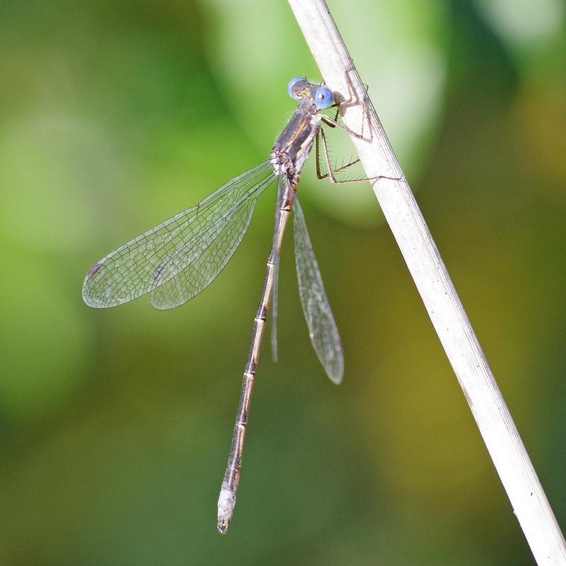 Photo of Spotted Spreadwing