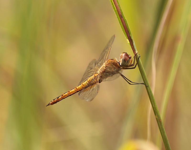 Photo of Wandering Glider