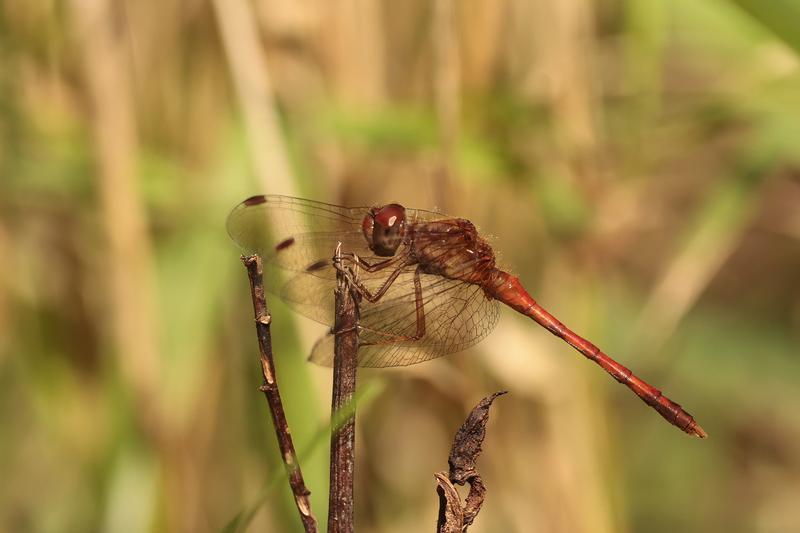Photo of Autumn Meadowhawk