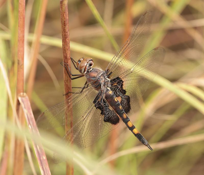 Photo of Black Saddlebags