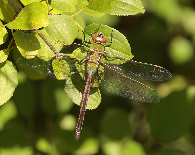 Photo of Common Green Darner