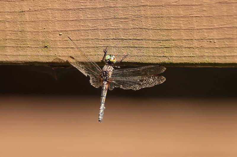 Photo of Blue Dasher