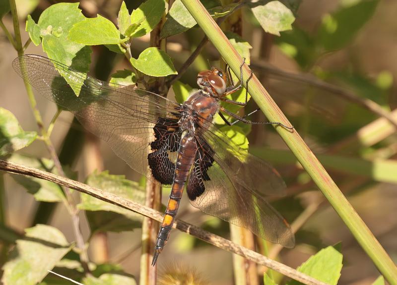 Photo of Black Saddlebags