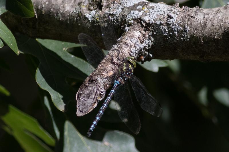 Photo of Green-striped Darner