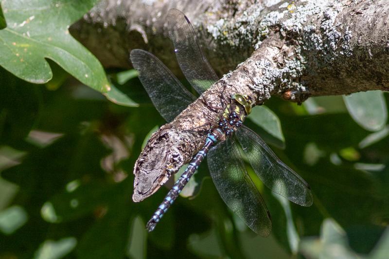 Photo of Green-striped Darner