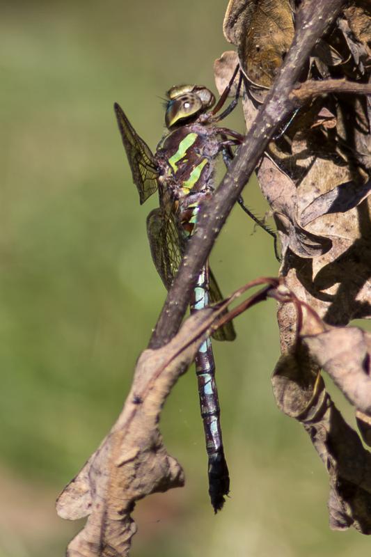 Photo of Green-striped Darner