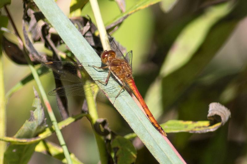 Photo of Autumn Meadowhawk