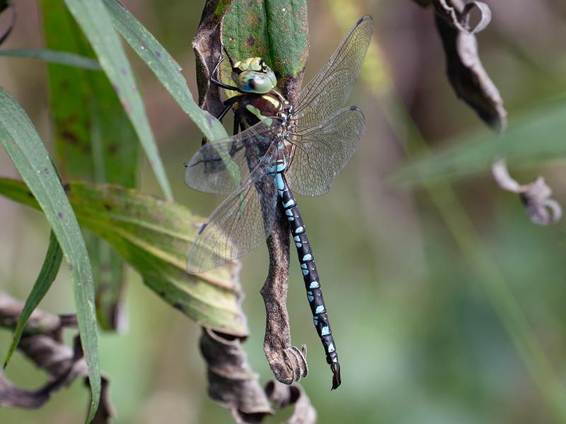 Photo of Lance-tipped Darner