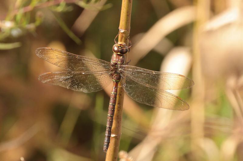Photo of Shadow Darner