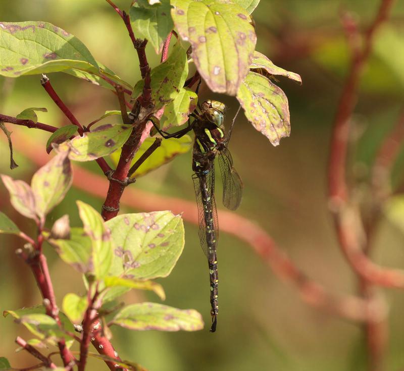 Photo of Shadow Darner