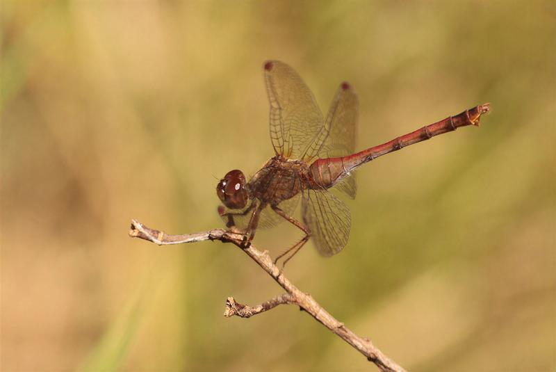 Photo of Autumn Meadowhawk