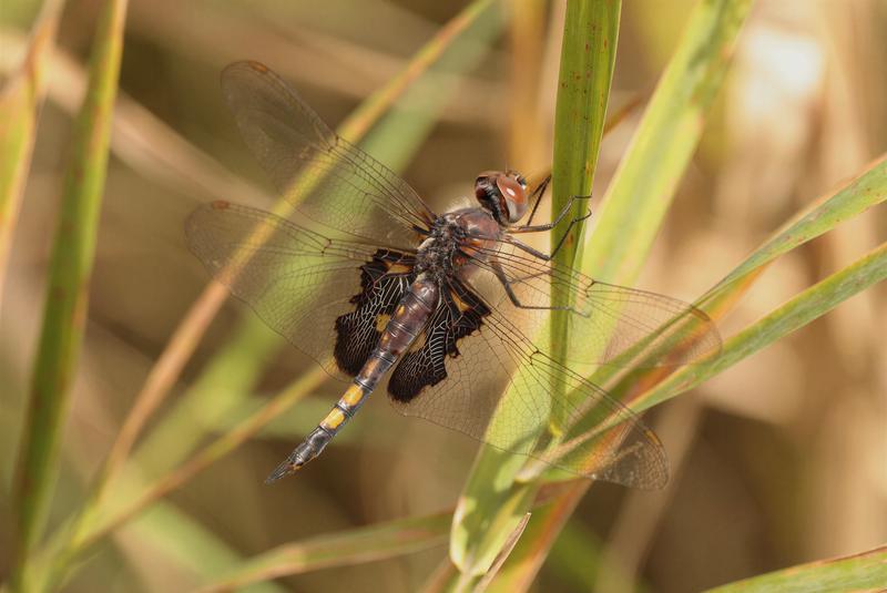 Photo of Black Saddlebags