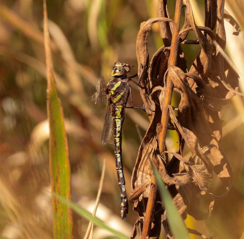 Photo of Green-striped Darner