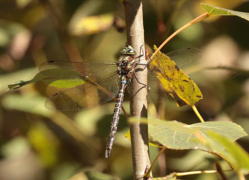 Photo of Shadow Darner