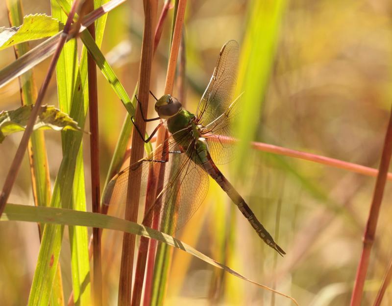 Photo of Common Green Darner