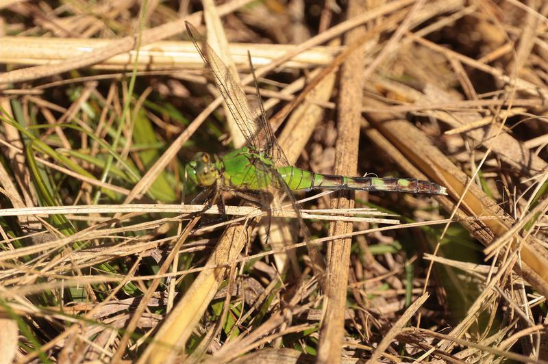 Photo of Eastern Pondhawk