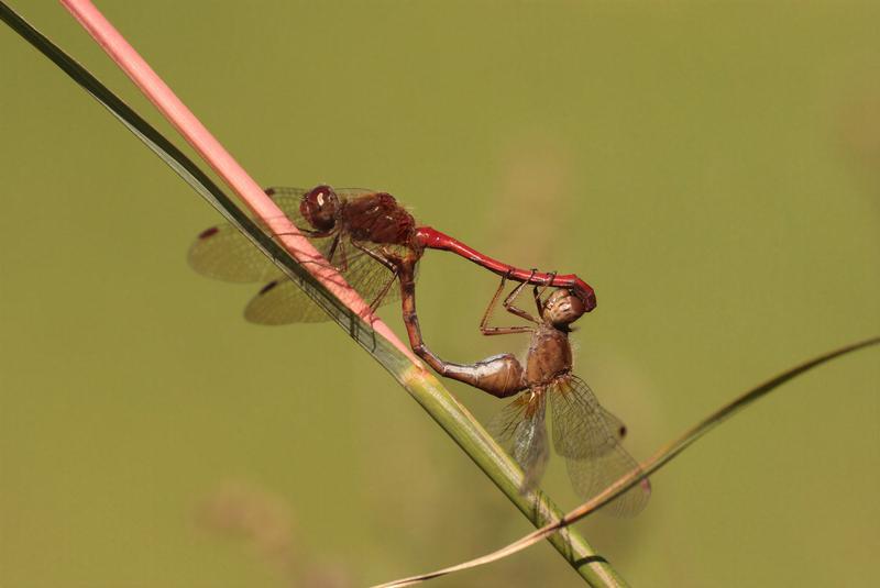 Photo of Autumn Meadowhawk