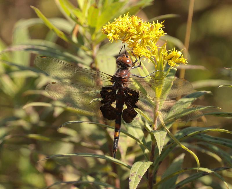 Photo of Black Saddlebags