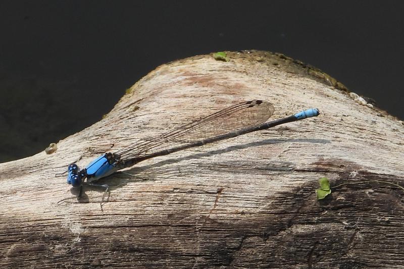Photo of Blue-fronted Dancer
