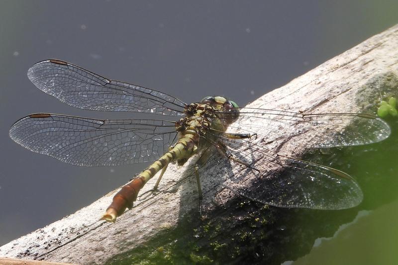 Photo of Jade Clubtail