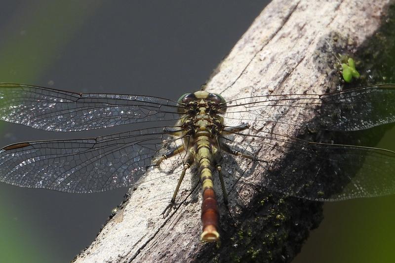 Photo of Jade Clubtail