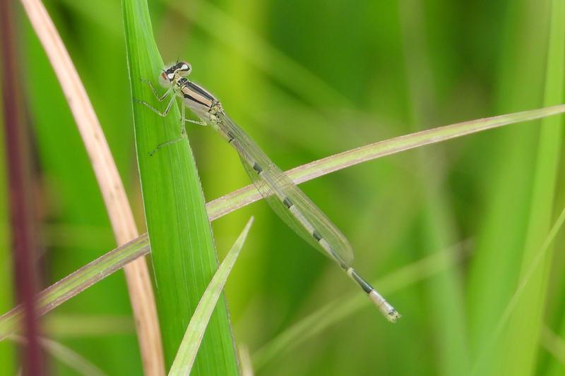 Photo of Familiar Bluet
