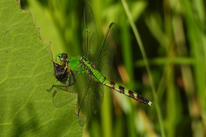 Photo of Eastern Pondhawk