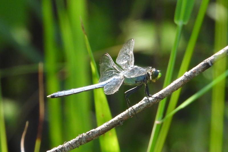 Photo of Eastern Pondhawk