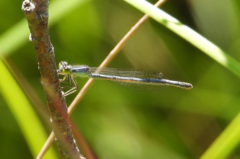 Photo of Eastern Forktail