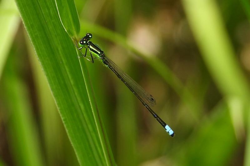 Photo of Eastern Forktail