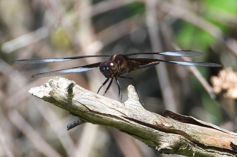 Photo of Widow Skimmer