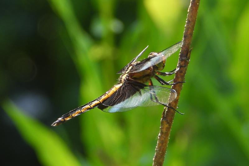 Photo of Widow Skimmer