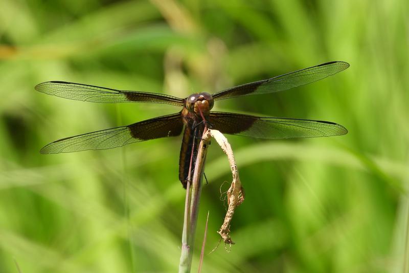 Photo of Widow Skimmer