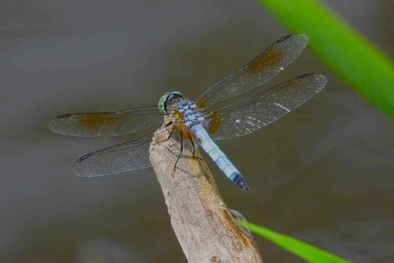 Photo of Blue Dasher