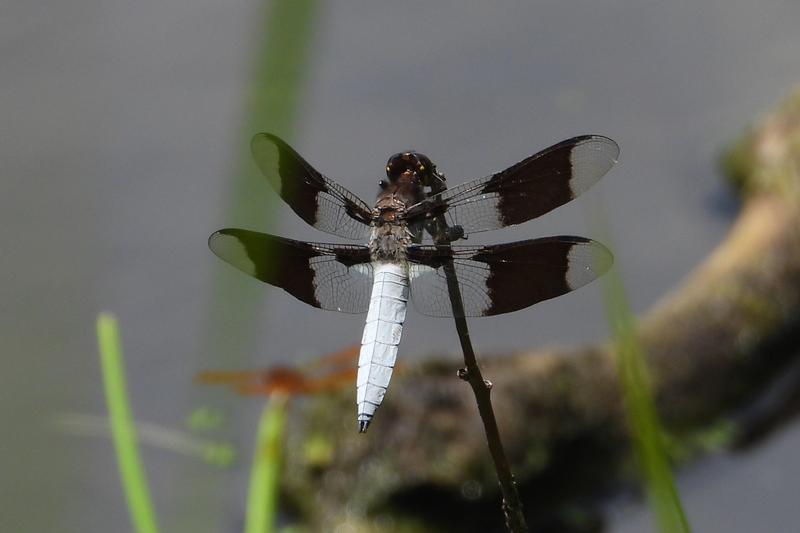 Photo of Common Whitetail