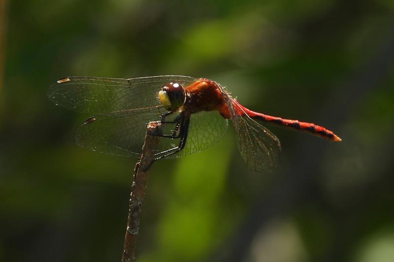 Photo of White-faced Meadowhawk