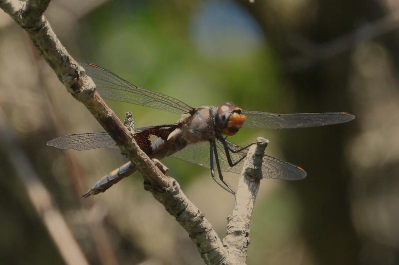 Photo of Black Saddlebags