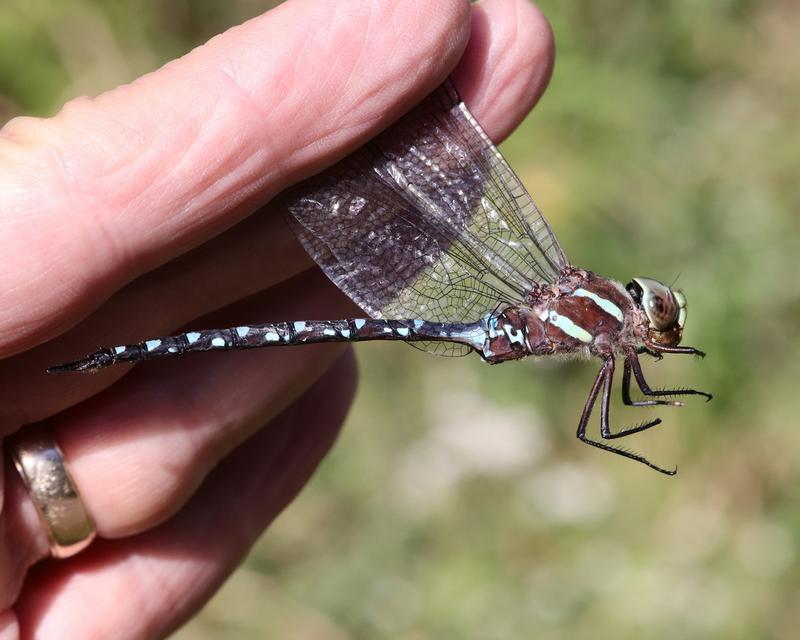 Photo of Black-tipped Darner