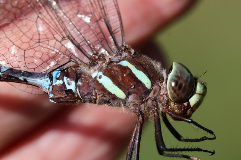 Photo of Black-tipped Darner