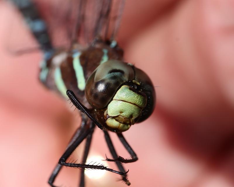 Photo of Black-tipped Darner