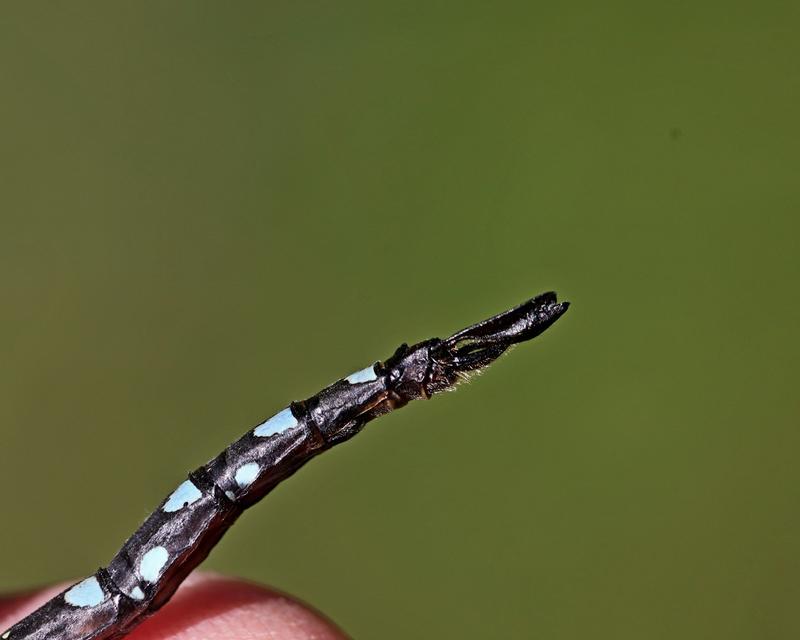 Photo of Black-tipped Darner