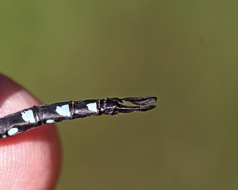 Photo of Black-tipped Darner