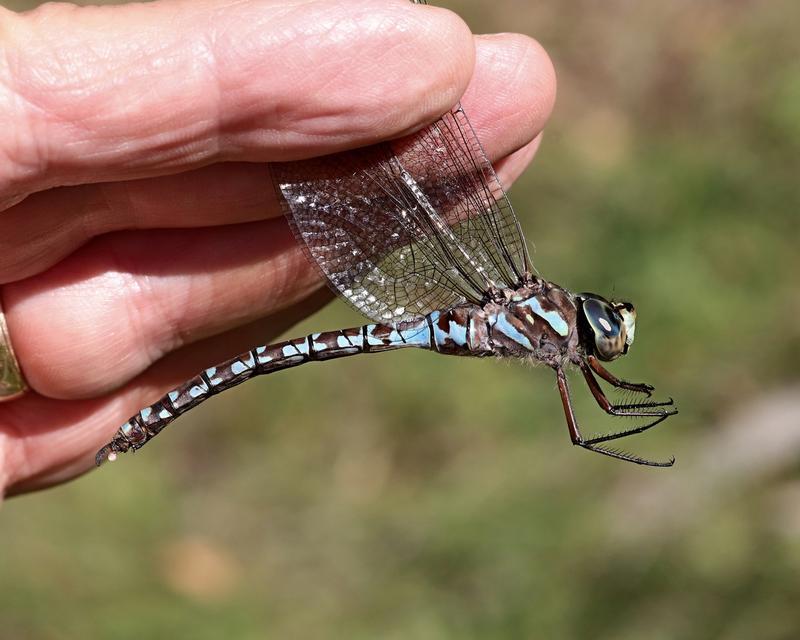 Photo of Canada Darner