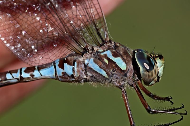 Photo of Canada Darner