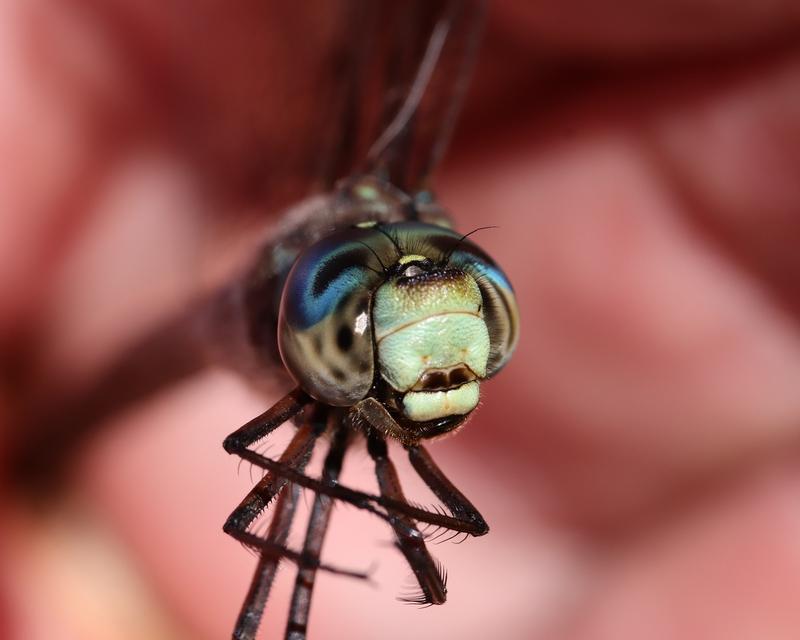 Photo of Canada Darner