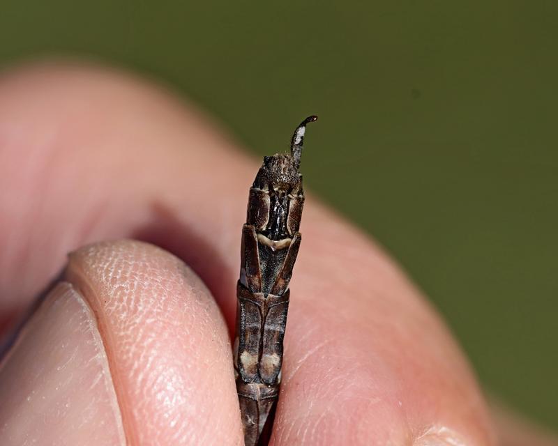 Photo of Canada Darner