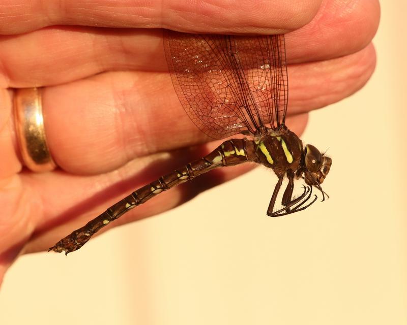 Photo of Shadow Darner