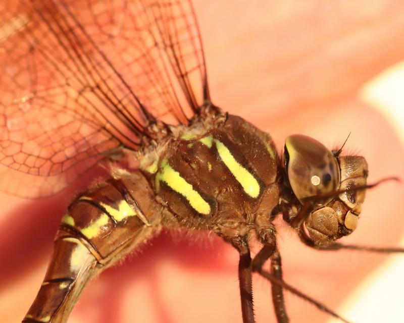 Photo of Shadow Darner