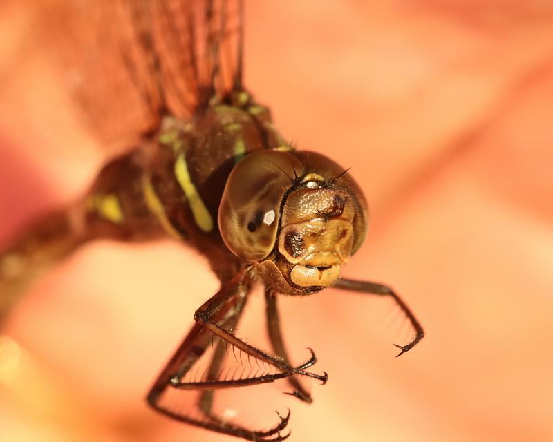 Photo of Shadow Darner