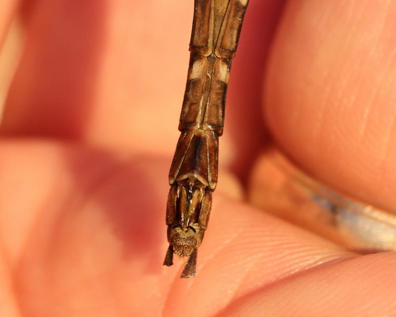 Photo of Shadow Darner